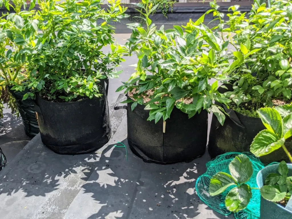https://www.ruralsprout.com/wp-content/uploads/2021/07/grow-bags-blueberries-1024x768.jpg.webp