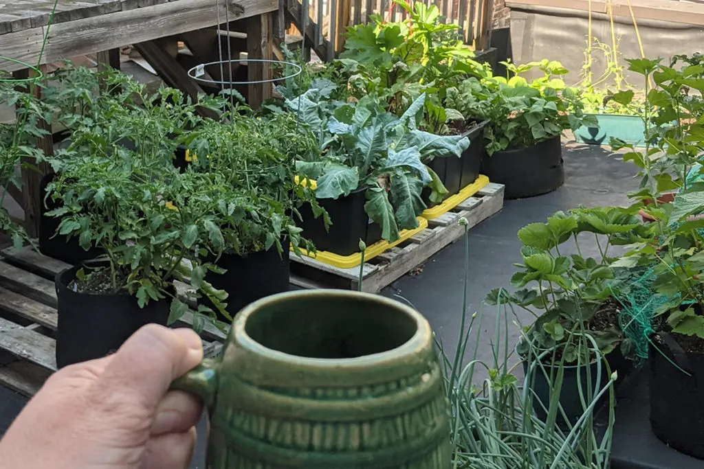 In the foreground is my hand raising a mug of coffee. Beyond that is my rooftop garden. There are storage totes set up on wood pallets with cauliflower, kale and beets growing in them. Grow bags with tomatoes, beans, zucchini, onions, strawberries, cucamelons and blueberry bushes planted in them. 