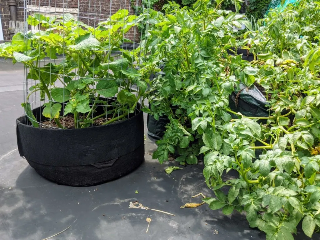 On the left is a 20-gallon grow bag with a large, healthy ground cherry growing in it. The ground cherry is caged. On the right are three grow bags with large, bushy potato plants growing from it. 
