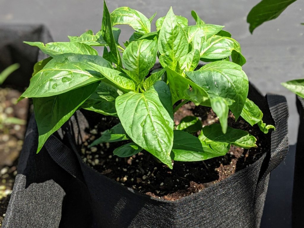 A small poblano pepper plant grows from a black, fabric grow bag in the sun on my rooftop garden.