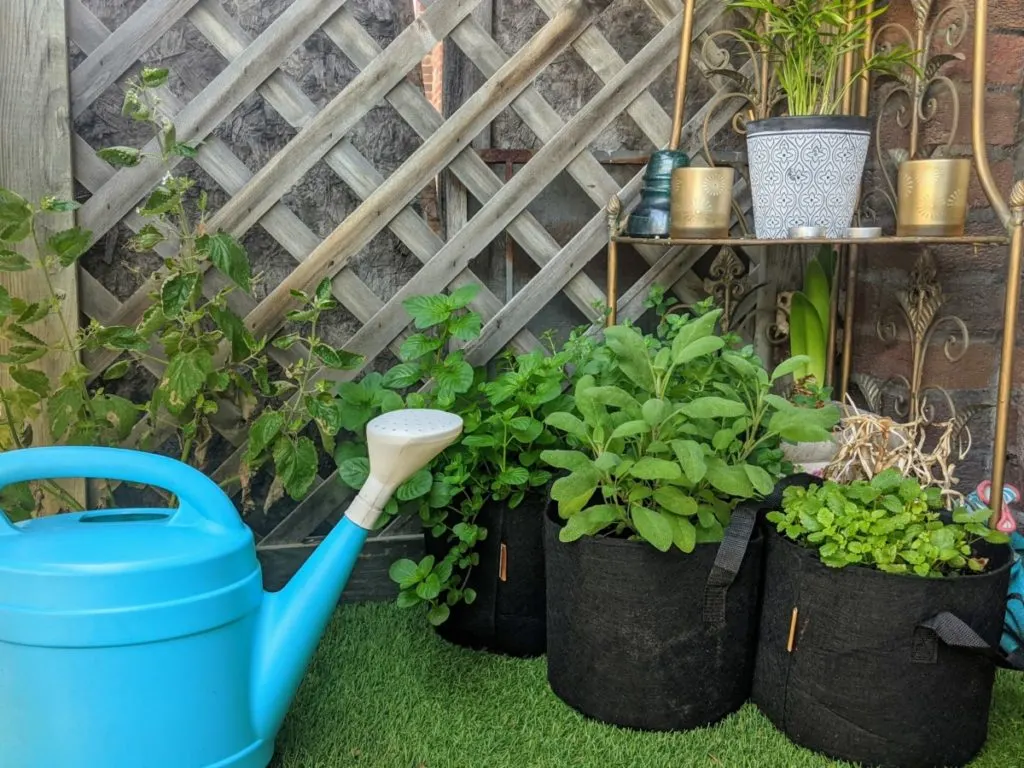 Three black grow bags on a balcony with a blue watering can next to them. Orange mint, sage, and lemon balm are growing in each of the bags.
