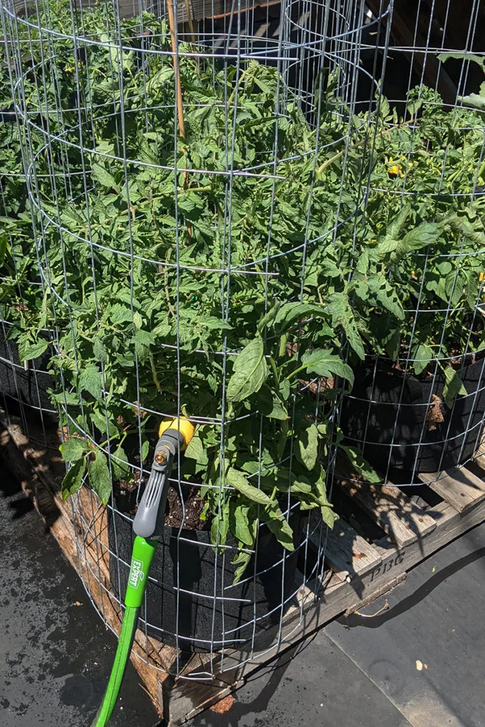 Wire cages have been assembled around tomato plants growing in black cloth grow bags. 