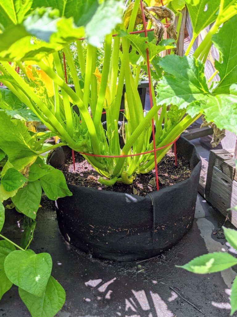 A large healthy zucchini plant growing in a 20-gallon black fabric grow bag. There are plenty of blossoms on the plant. 