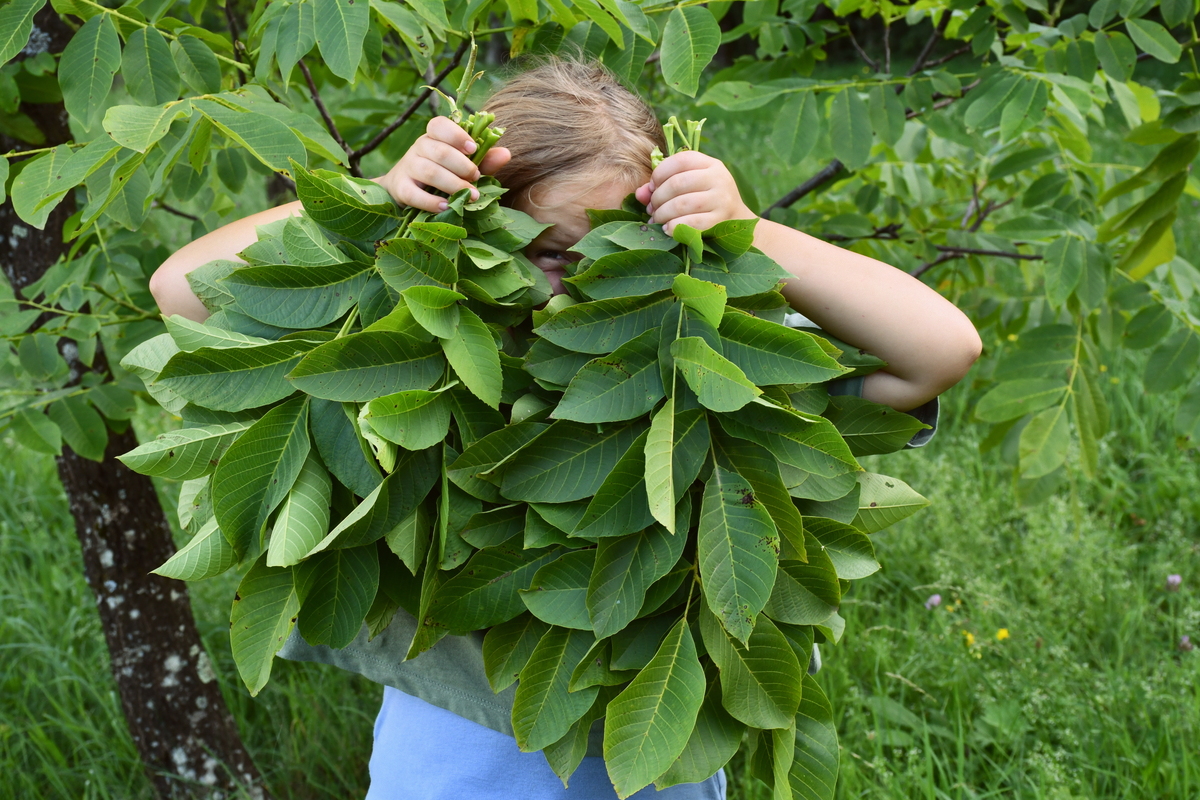 6 Brilliant Uses for Walnut Leaves You Never Knew