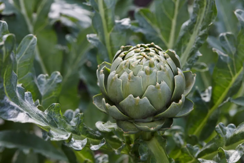 A healthy artichoke growing, surrounded by its leaves. 