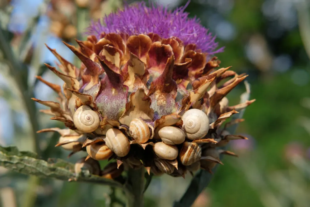 An artichoke that has gone to flower and died because of the numerous snails feasting on it.
