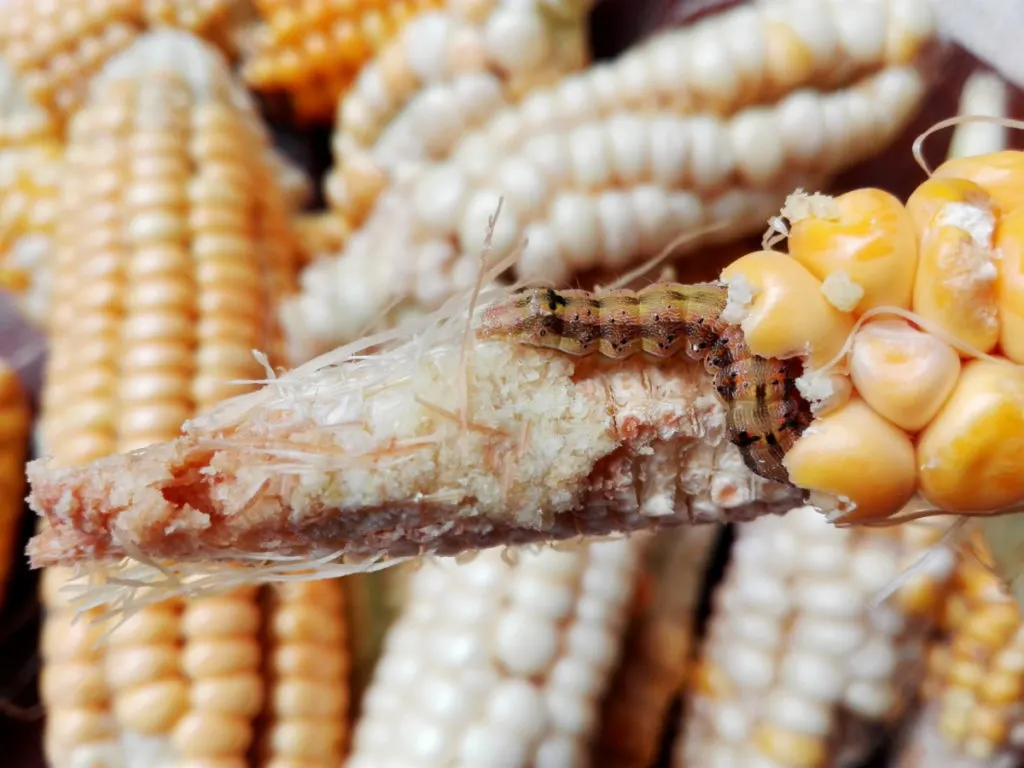Close up of an ear of corn with a large corn borer worm on it.