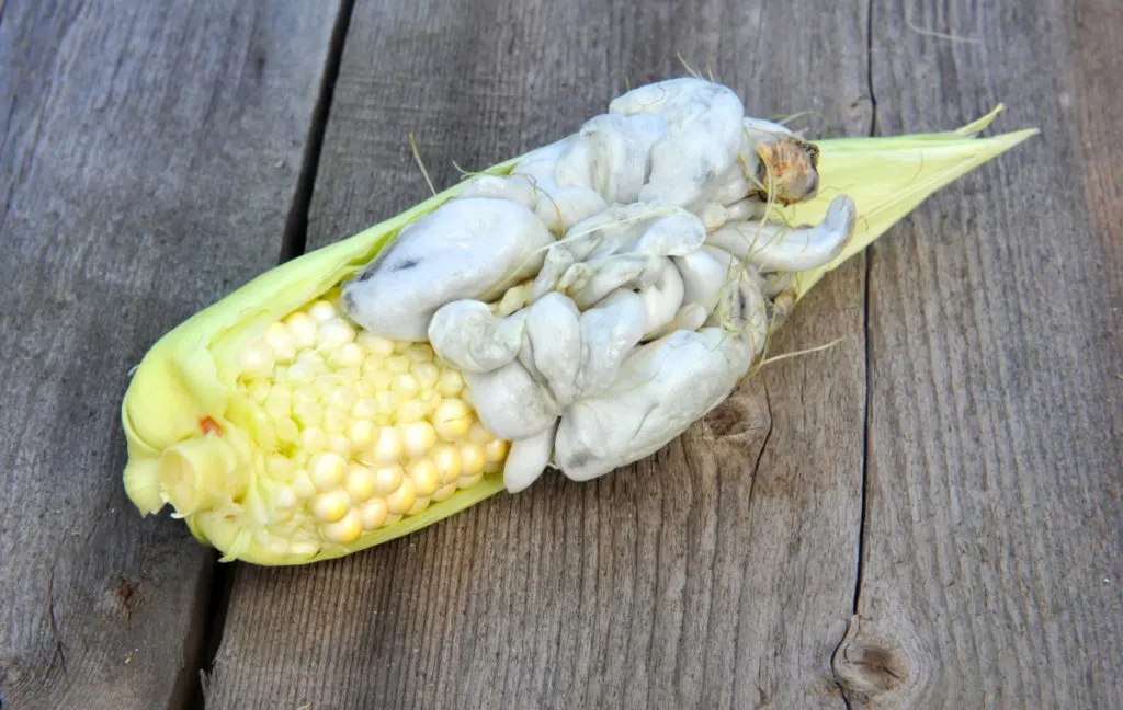 An ear of sweet corn with a large cluster of corn smut growing from it.
