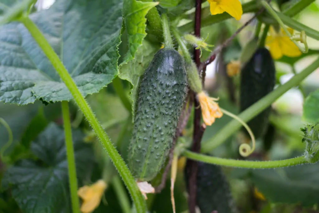 Close up of a small pickling cucumber growing on the vine. There are other cucumbers growing in the background of various sizes. 
