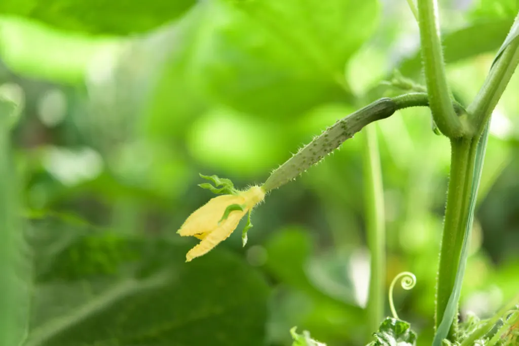 A tiny cucumber growing on the vine. It is very slim.
