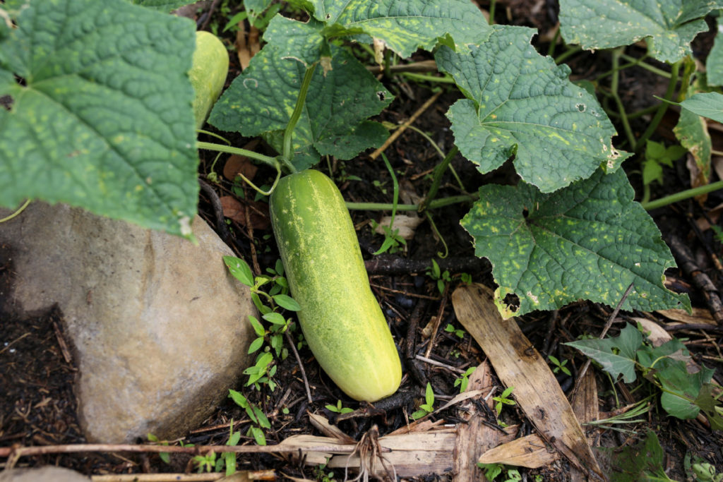 A cucumber on the vine has turned yellow from being overwatered. 
