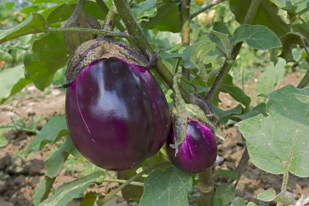 Two shiny, purple eggplants growing on the plant. The sun is shining. You can see the ground behind the plant.