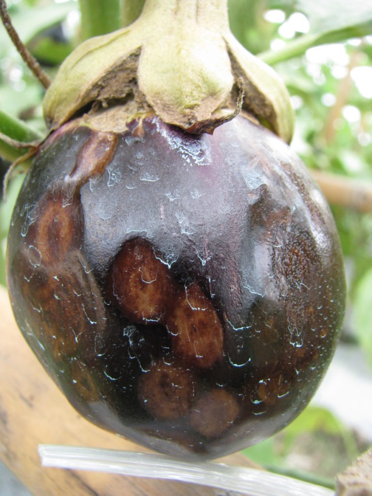 A brown and rotting eggplant afflicted with blight.