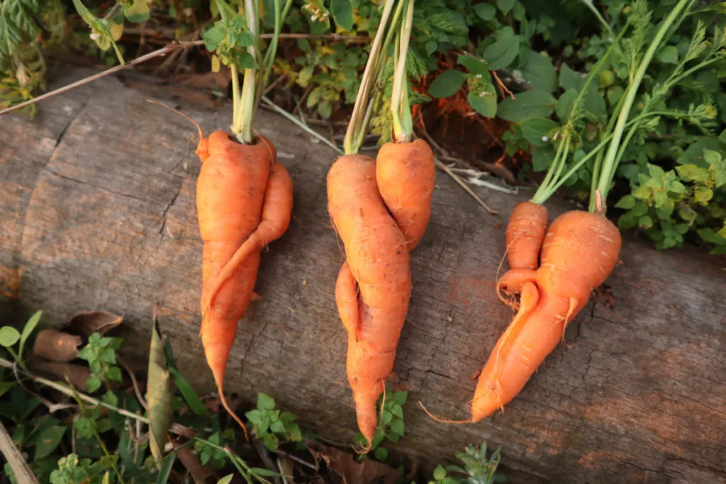 Three washed and oddly shaped carrots laying on a log.