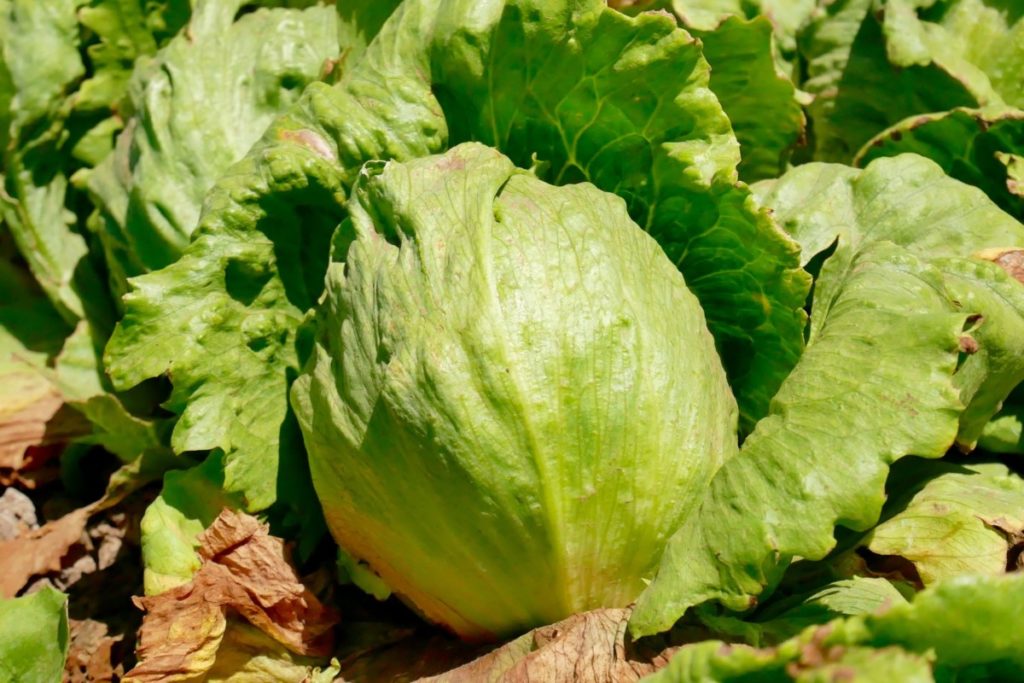 A large head of iceberg lettuce growing in a garden. The sun is shining brightly. 
