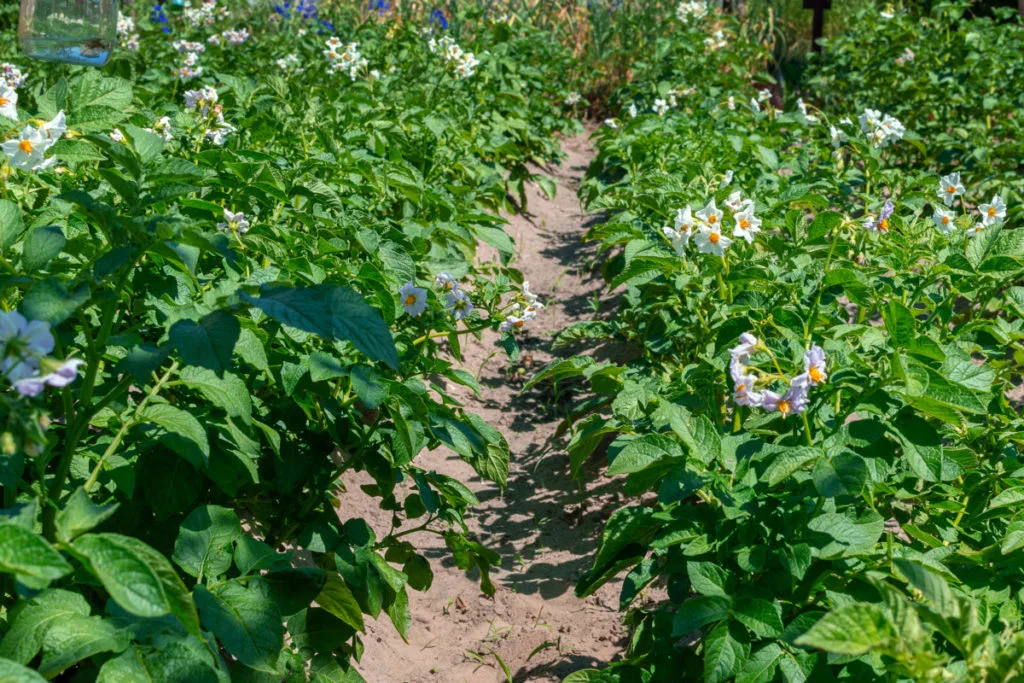Sprawling rows of potato plants in a traditional garden. The potatoes are in flower and the sun is shining. 
