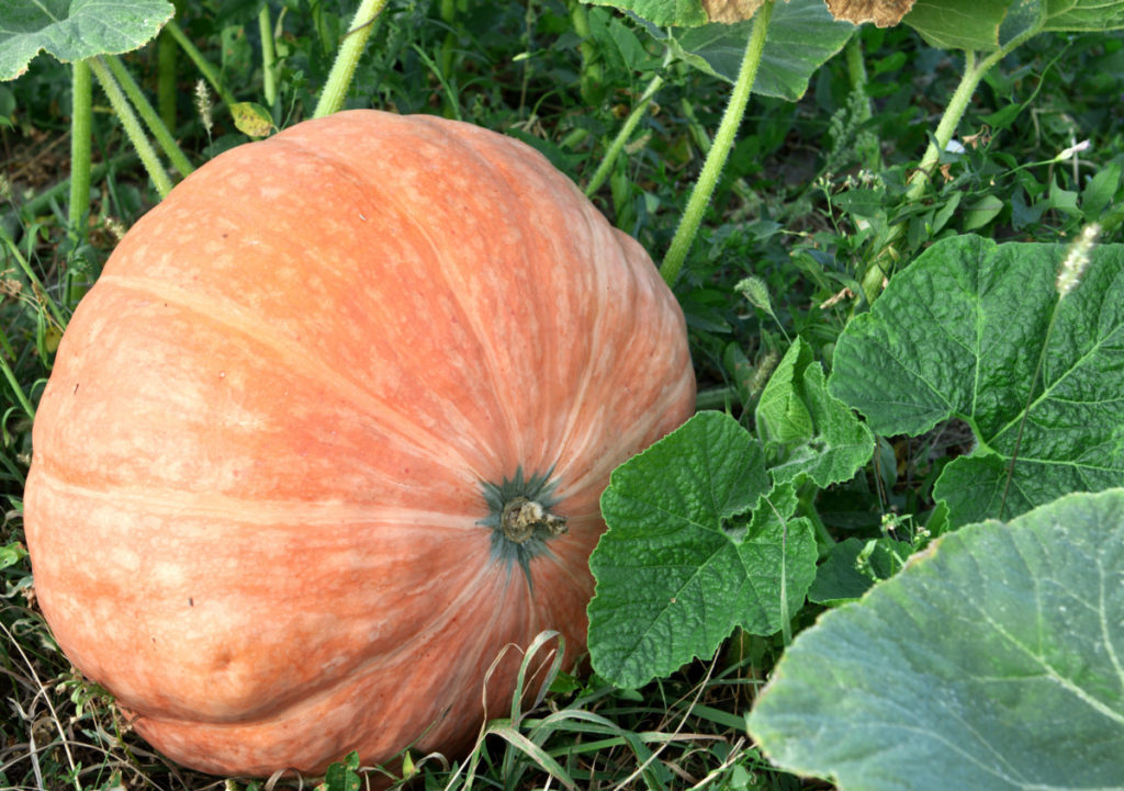 A large round pumpkin growing in a field. It's a creamy orange color, an heirloom variety of some sort.