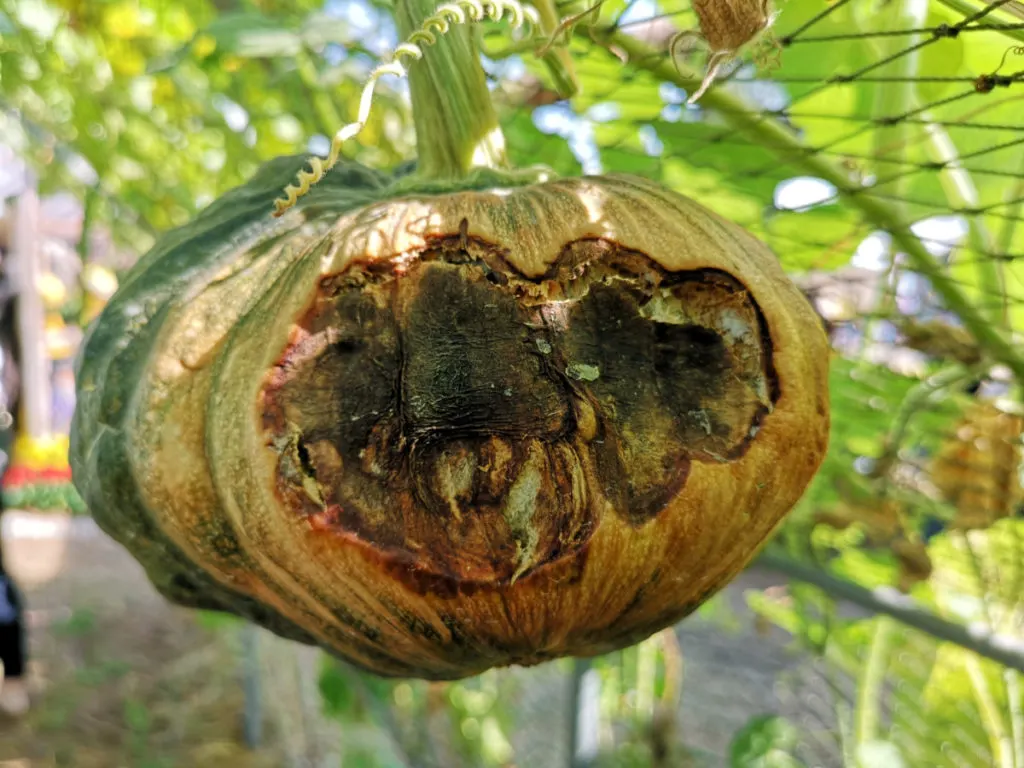 A pumpkin hanging from a trellised vine. The side of the pumpkin is rotted away and the internal flesh is moldy and blackened.