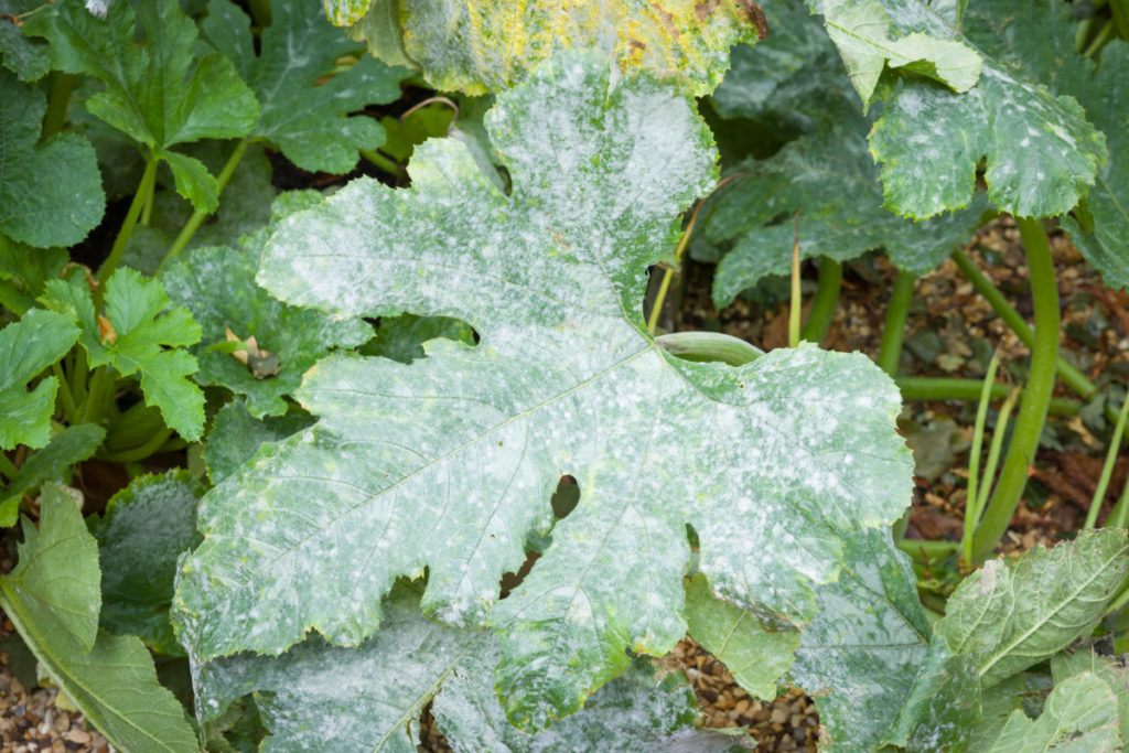 A large squash leaf covered in powdery mildew.