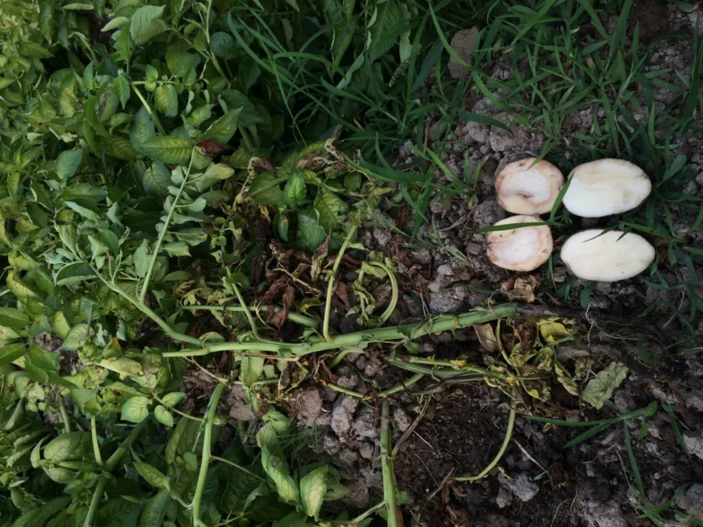 Two potatoes have been sliced in half revealing internal root rot. They are laid on the ground next to the diseased plant.