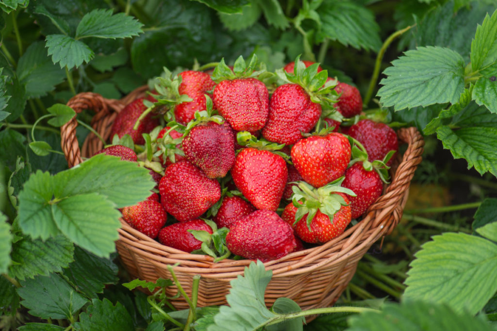 A small basket full of red, ripe strawberries is nestled among the leaves of strawberry plants.
