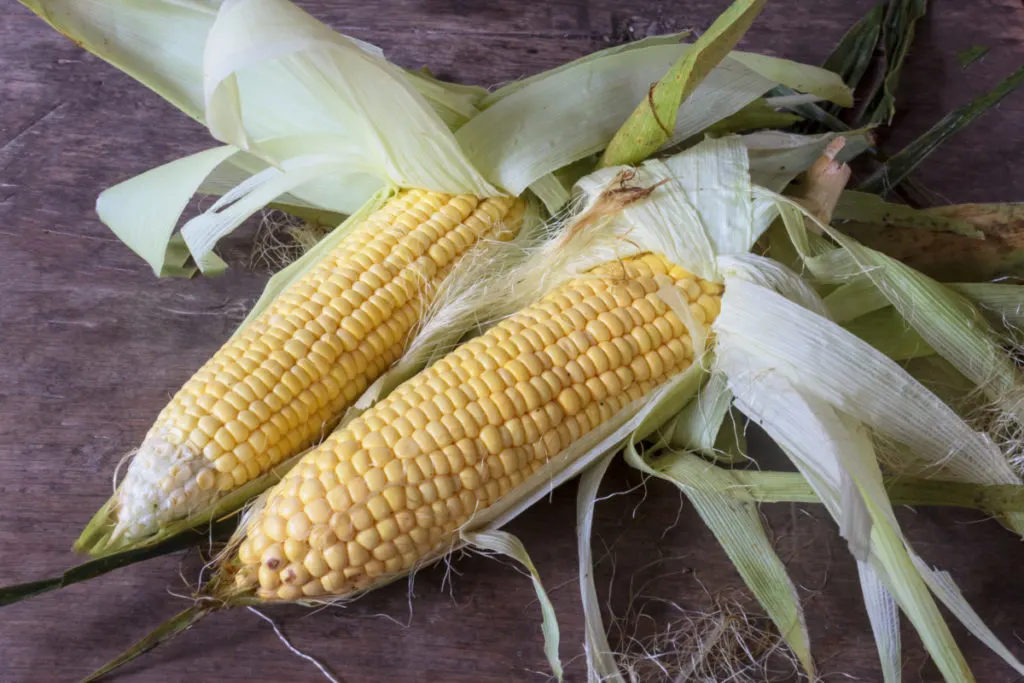 Two ears of sweet corn with the stalks pulled back sitting on a rustic tabletop.