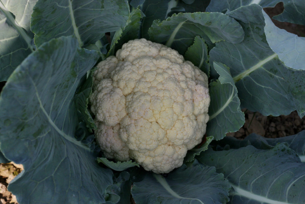 A beautiful, white head of cauliflower surrounded by it's gray-green leaves, growing in the dirt.