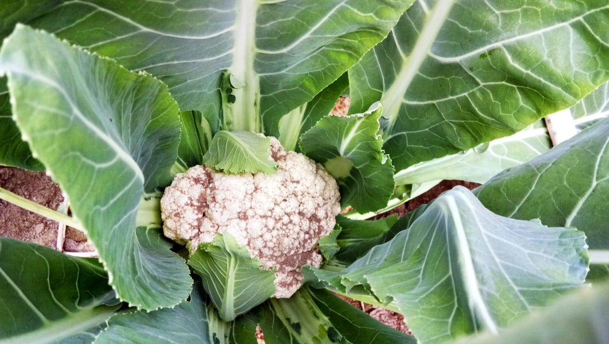 10 Hardest Vegetables to Grow Are You Up to the Challenge?