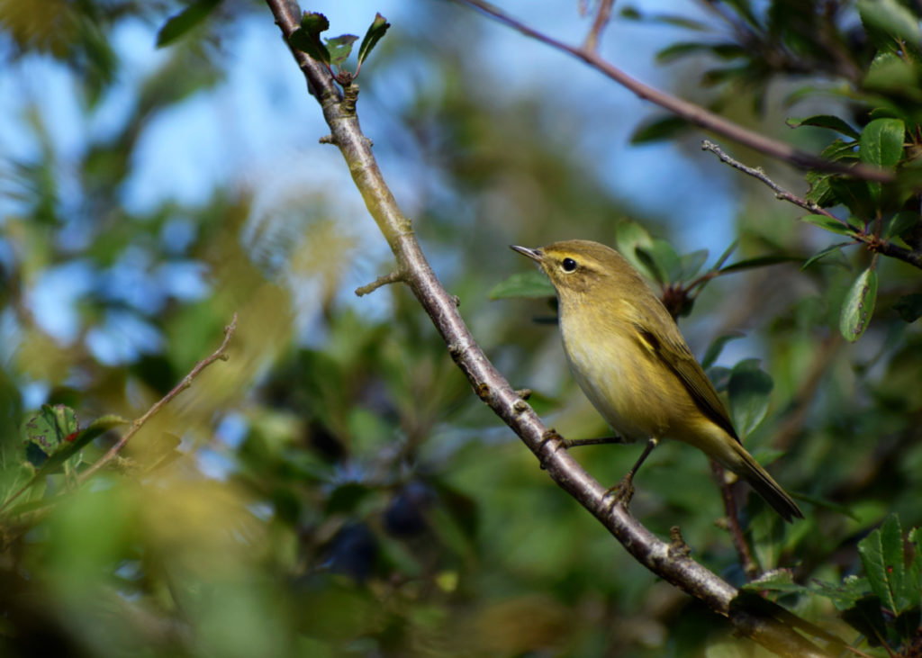 A bird sits on a branch in a hedgerow.