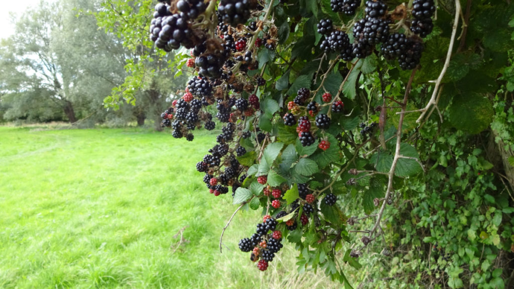Blackberries growing on a hedgerow.