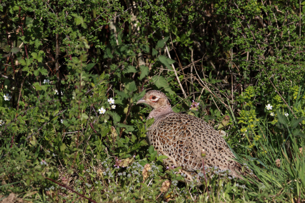 A quail sitting among  weeds. 