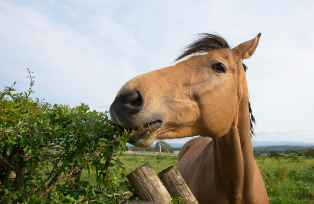 A brown horse eating the leaves of a bush.