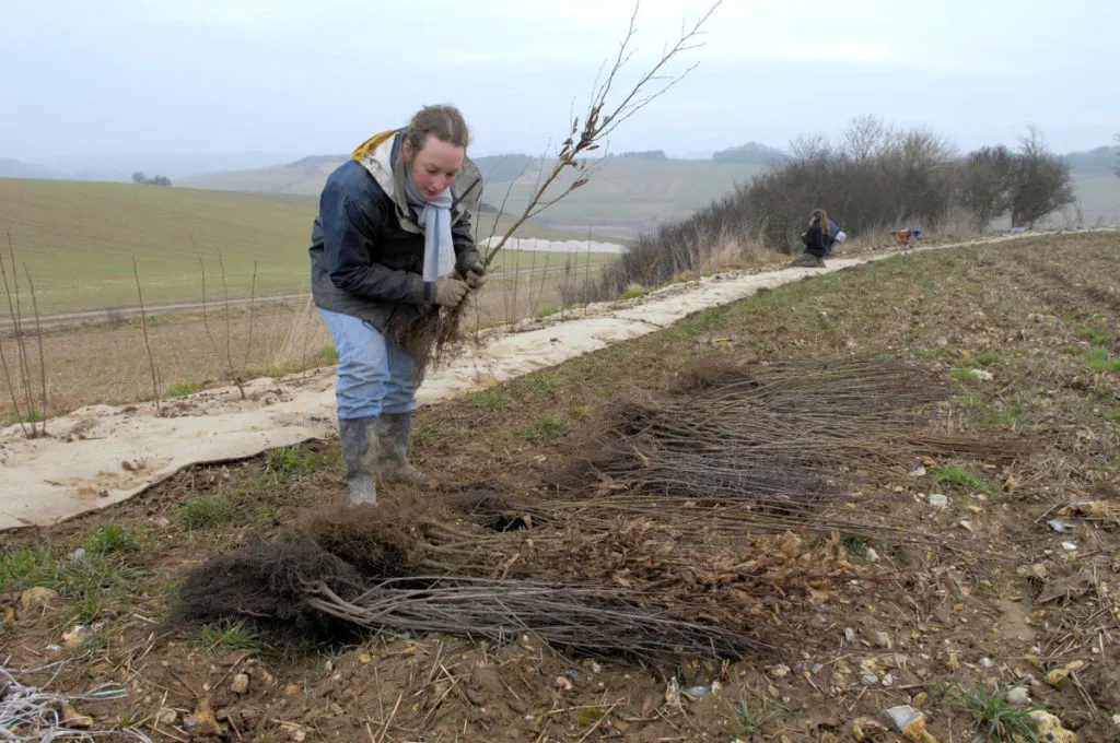 A woman holding a bare root tree which will be planted in a new hedgerow.