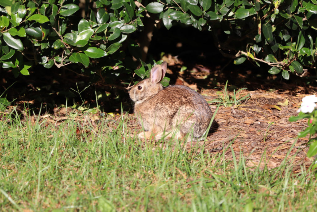 A rabbit sitting under some bushes.