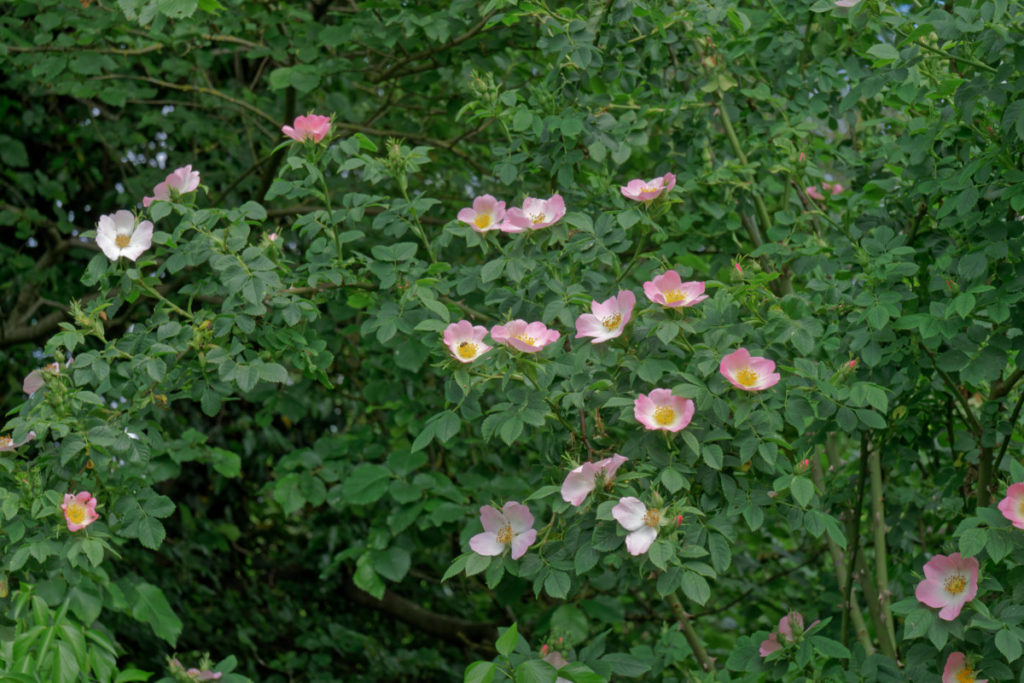 Rose bushes growing along a hedgerow with pale pink roses. 