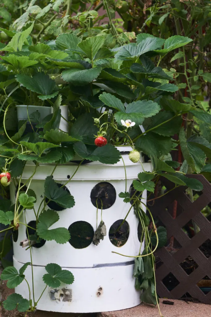 A strawberry tower made from a 5-gallon bucket. There are strawberry plants growing out of the holes cut in the sides. 