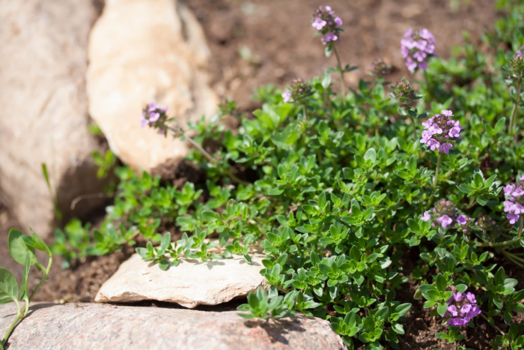 Creeping thyme growing on the edge of a path.
