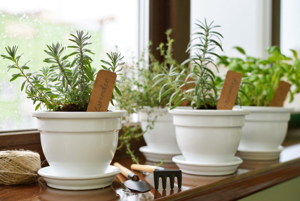 Herbs growing in white pots on a windowsill.