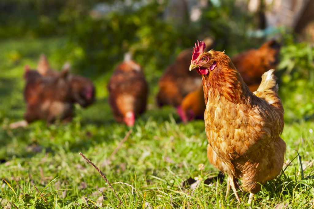 A flock of rust-colored chickens grazing in a yard in the sunshine. One chicken stands in front of the camera.