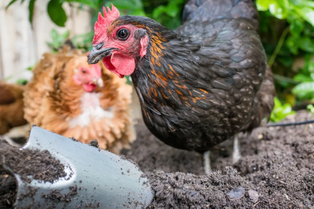 A brown chicken with a red comb eyes the camera. There is a small garden spade in the foreground. The chicken is standing in soil. There is another red chicken in the background. 