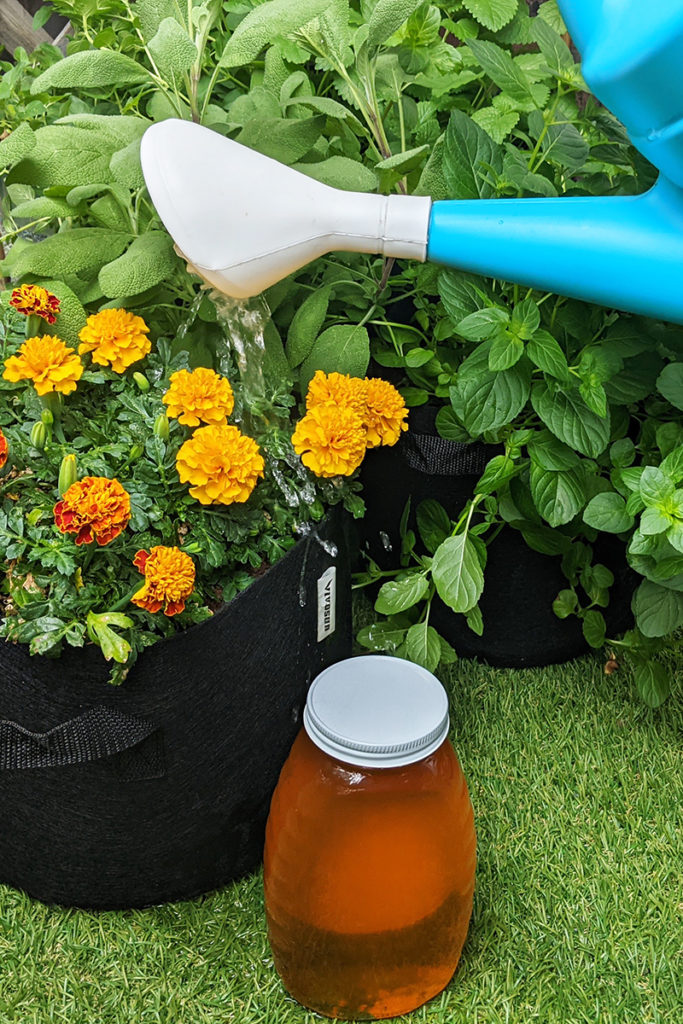 A yellow watering can pouring water over a bucket of marigolds with grow bags full of herbs in the background. In the foreground is a jar of honey.