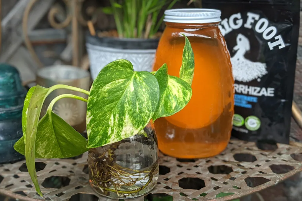 A pothos cutting in a small glass jar filled with clear water. Behind the jar is a bottle of honey and a black bag of mycorrhizae inoculant. All are setting on a weathered brass plant stand.