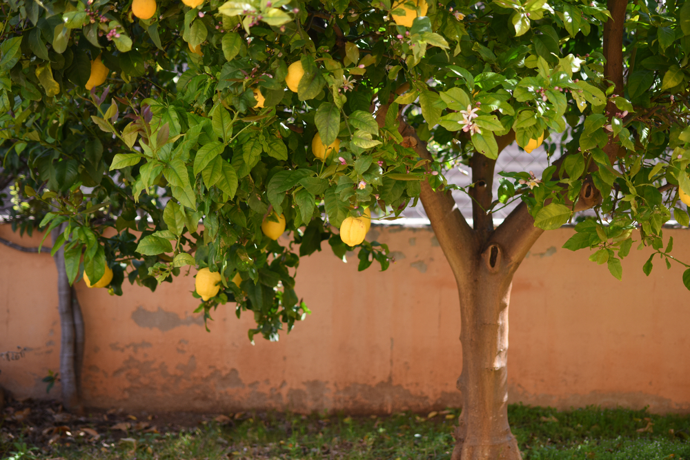 A large, established lemon tree growing in a walled in back yard.