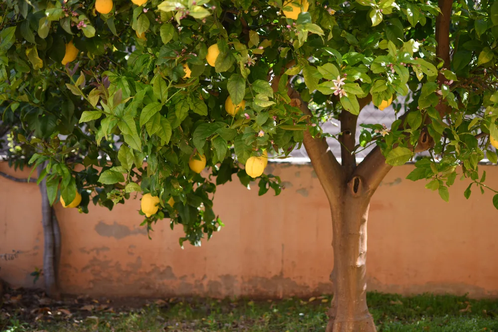 Complete guide to lemon tree care