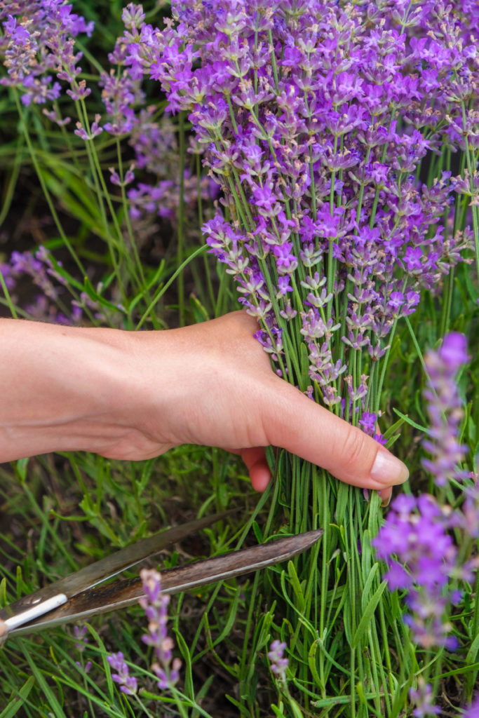 A woman's hand holds long stalks of English lavender and a large pair of old scissors. She is going to cut the lavender.