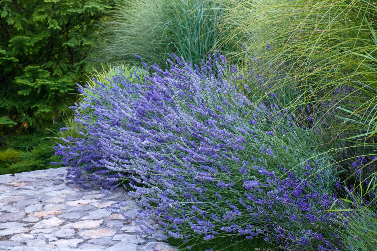 How To Grow Lavender From Seed Or Cuttings: The Total Guide