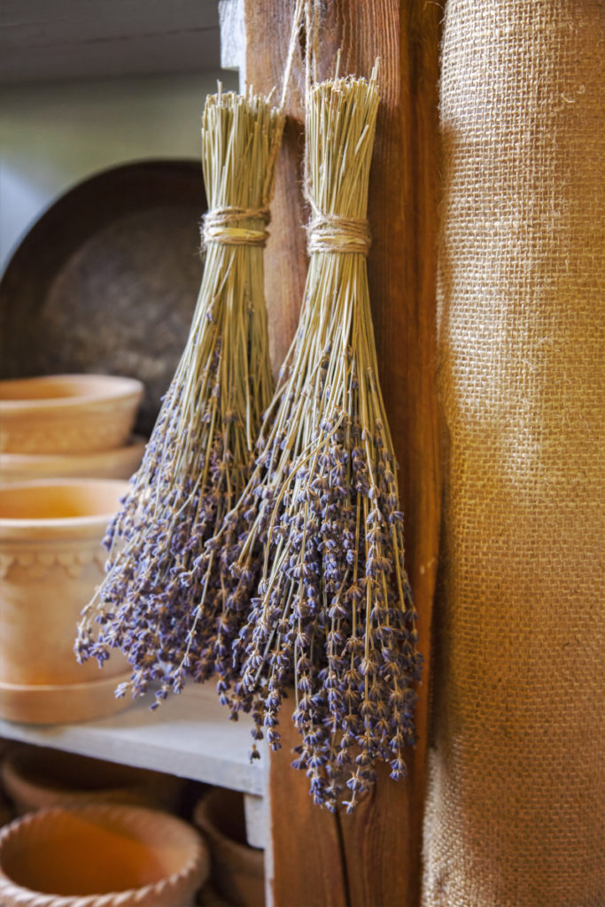 Two small sheaves of lavender bound and hanging against a wall to dry.