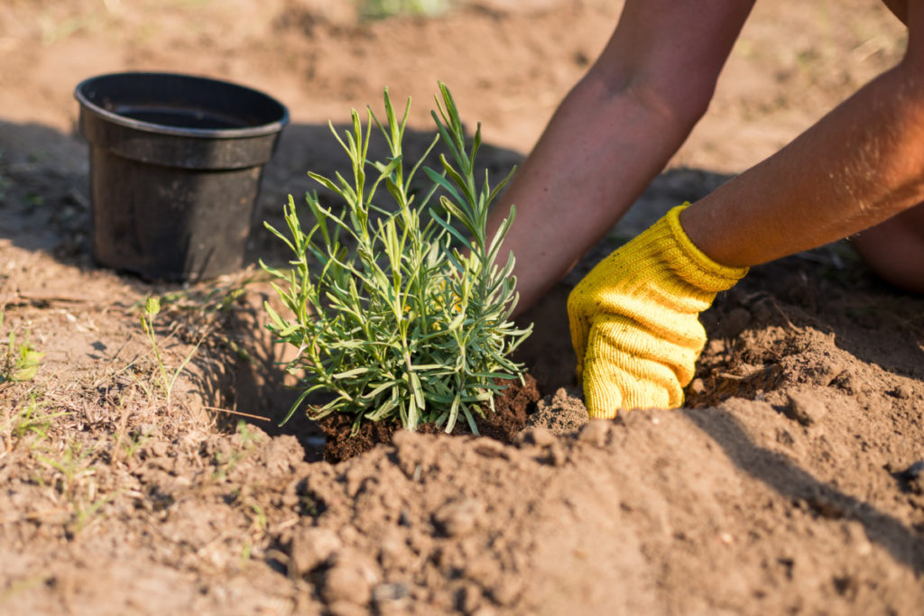 You can see someone's arms as they place a lavender plant in a hole in the ground. The sun is shining, the dirt is hard packed and dry. The empty nursery pot sits to the left. The person is wearing yellow knit gardening gloves.
