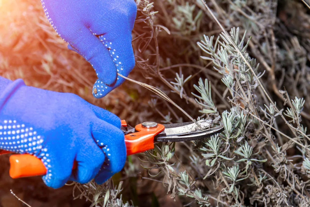 Blue-gloved hands use a pair of pruners to trim back a lavender plant.