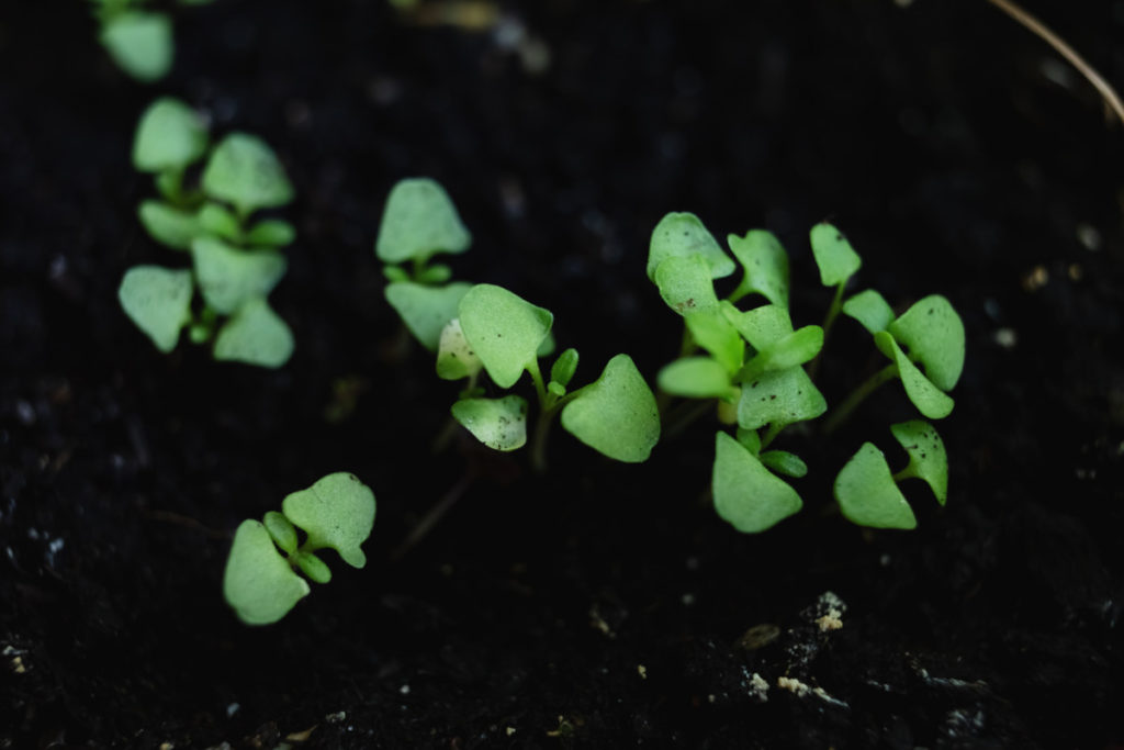 Close up of tiny lavender seedlings pushing up out of dark soil.